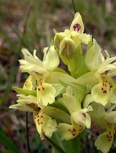 Dactylorhiza sambucina (Orchidaceae)  - Dactylorhize sureau, Orchis sureau Aude [France] 24/04/2006 - 1020m