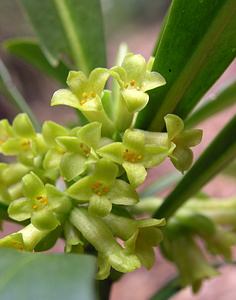 Daphne laureola (Thymelaeaceae)  - Daphné lauréole, Laurier des bois - Spurge-laurel Gard [France] 17/04/2006 - 750m