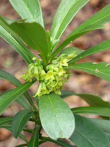 Daphne laureola (Thymelaeaceae)  - Daphné lauréole, Laurier des bois - Spurge-laurel Gard [France] 17/04/2006 - 740m