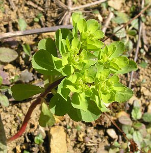 Euphorbia helioscopia (Euphorbiaceae)  - Euphorbe réveil matin, Herbe aux verrues - Sun Spurge Pas-de-Calais [France] 01/04/2006 - 60m