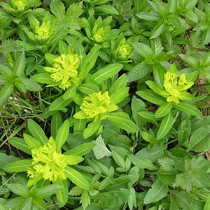 Euphorbia hyberna (Euphorbiaceae)  - Euphorbe d'Irlande - Irish Spurge Ariege [France] 26/04/2006 - 900m