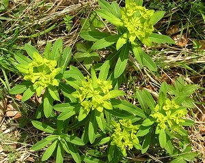 Euphorbia hyberna (Euphorbiaceae)  - Euphorbe d'Irlande - Irish Spurge Ariege [France] 26/04/2006 - 900m