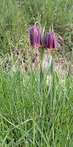 Fritillaria pyrenaica (Liliaceae)  - Fritillaire des Pyrénées, Fritillaire noire - Pyrenean Snake's-head Aude [France] 23/04/2006 - 870msyn. de  Fritillaria pyrenaica