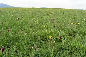 Fritillaria pyrenaica (Liliaceae)  - Fritillaire des Pyrénées, Fritillaire noire - Pyrenean Snake's-head Aude [France] 23/04/2006 - 870msyn. de  Fritillaria pyrenaica