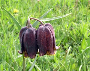 Fritillaria pyrenaica (Liliaceae)  - Fritillaire des Pyrénées, Fritillaire noire - Pyrenean Snake's-head Aude [France] 23/04/2006 - 870msyn. de  Fritillaria pyrenaica