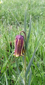 Fritillaria pyrenaica (Liliaceae)  - Fritillaire des Pyrénées, Fritillaire noire - Pyrenean Snake's-head Aude [France] 23/04/2006 - 870msyn. de  Fritillaria pyrenaica