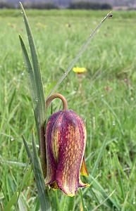 Fritillaria pyrenaica (Liliaceae)  - Fritillaire des Pyrénées, Fritillaire noire - Pyrenean Snake's-head Aude [France] 23/04/2006 - 870msyn. de  Fritillaria pyrenaica