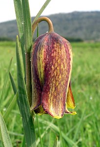 Fritillaria pyrenaica (Liliaceae)  - Fritillaire des Pyrénées, Fritillaire noire - Pyrenean Snake's-head Aude [France] 23/04/2006 - 870msyn. de  Fritillaria pyrenaica