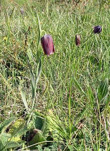 Fritillaria pyrenaica (Liliaceae)  - Fritillaire des Pyrénées, Fritillaire noire - Pyrenean Snake's-head Aude [France] 26/04/2006 - 690m