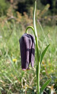 Fritillaria pyrenaica (Liliaceae)  - Fritillaire des Pyrénées, Fritillaire noire - Pyrenean Snake's-head Aude [France] 26/04/2006 - 700m