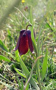 Fritillaria pyrenaica (Liliaceae)  - Fritillaire des Pyrénées, Fritillaire noire - Pyrenean Snake's-head Aude [France] 26/04/2006 - 700m