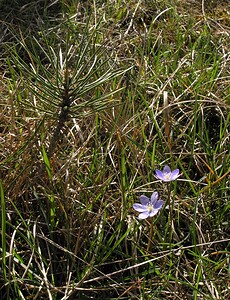 Hepatica nobilis (Ranunculaceae)  - Hépatique à trois lobes, Hépatique noble, Anémone hépatique - Liverleaf Herault [France] 20/04/2006 - 750m