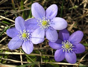 Hepatica nobilis (Ranunculaceae)  - Hépatique à trois lobes, Hépatique noble, Anémone hépatique - Liverleaf Herault [France] 20/04/2006 - 750m