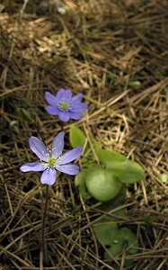 Hepatica nobilis (Ranunculaceae)  - Hépatique à trois lobes, Hépatique noble, Anémone hépatique - Liverleaf Herault [France] 20/04/2006 - 750m