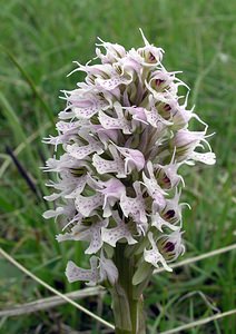 Neotinea conica (Orchidaceae)  - Néotinée conique, Orchis conique Aude [France] 23/04/2006 - 630m