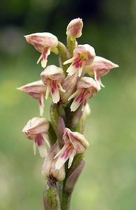 Neotinea maculata (Orchidaceae)  - Néotinée maculée, Orchis maculé - Dense-flowered Orchid Aude [France] 23/04/2006 - 480m