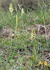 Neotinea maculata (Orchidaceae)  - Néotinée maculée, Orchis maculé - Dense-flowered Orchid Aude [France] 23/04/2006 - 640m