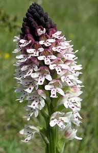 Neotinea ustulata (Orchidaceae)  - Néotinée brûlée, Orchis brûlé - Burnt Orchid Aude [France] 26/04/2006 - 610m