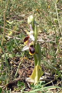 Ophrys arachnitiformis (Orchidaceae)  - Ophrys à forme d'araignée, Ophrys en forme d'araignée, Ophrys arachnitiforme, Ophrys brillant Gard [France] 18/04/2006 - 100m