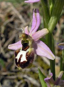 Ophrys arachnitiformis (Orchidaceae)  - Ophrys à forme d'araignée, Ophrys en forme d'araignée, Ophrys arachnitiforme, Ophrys brillant Gard [France] 18/04/2006 - 100m