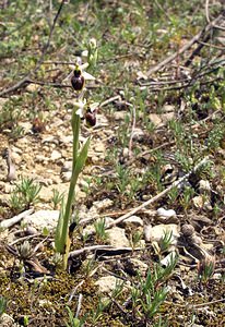 Ophrys arachnitiformis (Orchidaceae)  - Ophrys à forme d'araignée, Ophrys en forme d'araignée, Ophrys arachnitiforme, Ophrys brillant Gard [France] 18/04/2006 - 100m