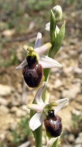 Ophrys arachnitiformis (Orchidaceae)  - Ophrys à forme d'araignée, Ophrys en forme d'araignée, Ophrys arachnitiforme, Ophrys brillant Gard [France] 18/04/2006 - 100m