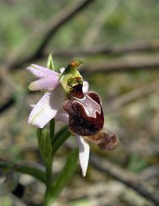 Ophrys arachnitiformis (Orchidaceae)  - Ophrys à forme d'araignée, Ophrys en forme d'araignée, Ophrys arachnitiforme, Ophrys brillant Gard [France] 18/04/2006 - 100m