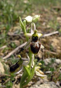 Ophrys arachnitiformis (Orchidaceae)  - Ophrys à forme d'araignée, Ophrys en forme d'araignée, Ophrys arachnitiforme, Ophrys brillant Gard [France] 18/04/2006 - 100m