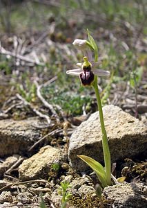 Ophrys arachnitiformis (Orchidaceae)  - Ophrys à forme d'araignée, Ophrys en forme d'araignée, Ophrys arachnitiforme, Ophrys brillant Gard [France] 18/04/2006 - 100m