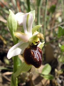 Ophrys arachnitiformis (Orchidaceae)  - Ophrys à forme d'araignée, Ophrys en forme d'araignée, Ophrys arachnitiforme, Ophrys brillant Gard [France] 18/04/2006 - 100m