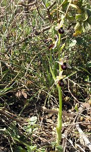 Ophrys arachnitiformis (Orchidaceae)  - Ophrys à forme d'araignée, Ophrys en forme d'araignée, Ophrys arachnitiforme, Ophrys brillant Gard [France] 18/04/2006 - 100m