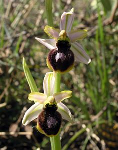 Ophrys arachnitiformis (Orchidaceae)  - Ophrys à forme d'araignée, Ophrys en forme d'araignée, Ophrys arachnitiforme, Ophrys brillant Gard [France] 18/04/2006 - 100m