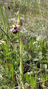 Ophrys arachnitiformis (Orchidaceae)  - Ophrys à forme d'araignée, Ophrys en forme d'araignée, Ophrys arachnitiforme, Ophrys brillant Gard [France] 18/04/2006 - 100m