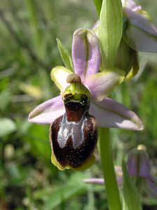 Ophrys arachnitiformis (Orchidaceae)  - Ophrys à forme d'araignée, Ophrys en forme d'araignée, Ophrys arachnitiforme, Ophrys brillant Gard [France] 18/04/2006 - 100m