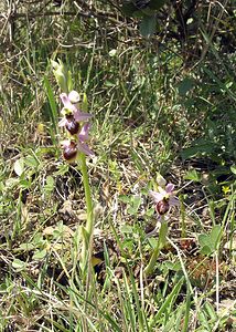 Ophrys arachnitiformis (Orchidaceae)  - Ophrys à forme d'araignée, Ophrys en forme d'araignée, Ophrys arachnitiforme, Ophrys brillant Gard [France] 18/04/2006 - 100m