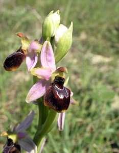 Ophrys arachnitiformis (Orchidaceae)  - Ophrys à forme d'araignée, Ophrys en forme d'araignée, Ophrys arachnitiforme, Ophrys brillant Gard [France] 18/04/2006 - 100m