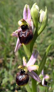 Ophrys arachnitiformis (Orchidaceae)  - Ophrys à forme d'araignée, Ophrys en forme d'araignée, Ophrys arachnitiforme, Ophrys brillant Gard [France] 18/04/2006 - 100m