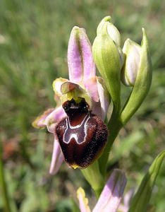 Ophrys arachnitiformis (Orchidaceae)  - Ophrys à forme d'araignée, Ophrys en forme d'araignée, Ophrys arachnitiforme, Ophrys brillant Gard [France] 18/04/2006 - 100m