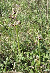 Ophrys arachnitiformis (Orchidaceae)  - Ophrys à forme d'araignée, Ophrys en forme d'araignée, Ophrys arachnitiforme, Ophrys brillant Gard [France] 18/04/2006 - 100m