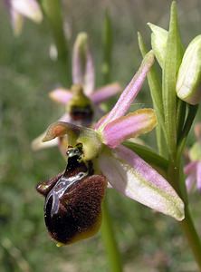 Ophrys arachnitiformis (Orchidaceae)  - Ophrys à forme d'araignée, Ophrys en forme d'araignée, Ophrys arachnitiforme, Ophrys brillant Gard [France] 18/04/2006 - 100m