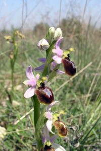 Ophrys arachnitiformis (Orchidaceae)  - Ophrys à forme d'araignée, Ophrys en forme d'araignée, Ophrys arachnitiforme, Ophrys brillant Gard [France] 18/04/2006 - 110m