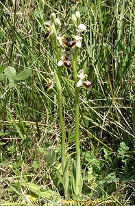 Ophrys arachnitiformis (Orchidaceae)  - Ophrys à forme d'araignée, Ophrys en forme d'araignée, Ophrys arachnitiforme, Ophrys brillant Gard [France] 18/04/2006 - 100m