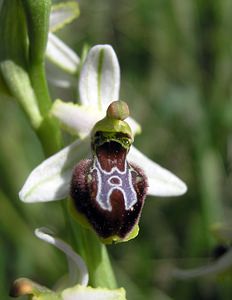 Ophrys arachnitiformis (Orchidaceae)  - Ophrys à forme d'araignée, Ophrys en forme d'araignée, Ophrys arachnitiforme, Ophrys brillant Gard [France] 18/04/2006 - 100m