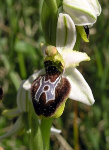 Ophrys arachnitiformis (Orchidaceae)  - Ophrys à forme d'araignée, Ophrys en forme d'araignée, Ophrys arachnitiforme, Ophrys brillant Gard [France] 18/04/2006 - 100m