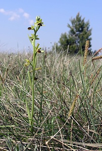 Ophrys aranifera (Orchidaceae)  - Ophrys araignée, Oiseau-coquet - Early Spider-orchid Aude [France] 25/04/2006 - 150m