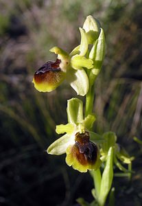 Ophrys aranifera (Orchidaceae)  - Ophrys araignée, Oiseau-coquet - Early Spider-orchid Herault [France] 18/04/2006 - 130m