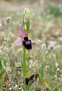 Ophrys catalaunica (Orchidaceae)  - Ophrys de Catalogne Aude [France] 22/04/2006 - 150m