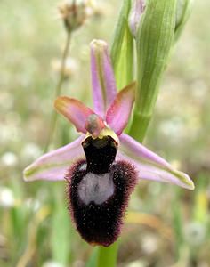 Ophrys catalaunica (Orchidaceae)  - Ophrys de Catalogne Aude [France] 22/04/2006 - 150m