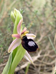 Ophrys catalaunica (Orchidaceae)  - Ophrys de Catalogne Aude [France] 22/04/2006 - 150m