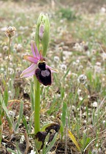 Ophrys catalaunica (Orchidaceae)  - Ophrys de Catalogne Aude [France] 22/04/2006 - 150m